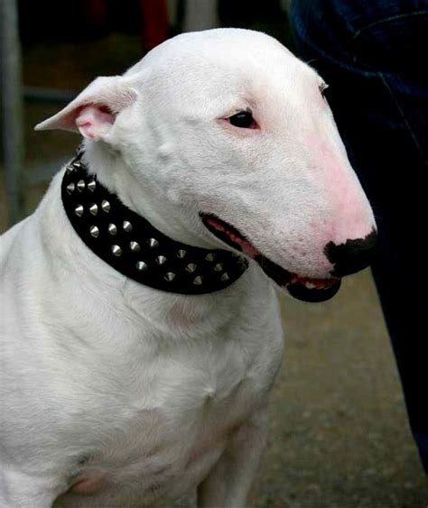 spuds mackenzie dog